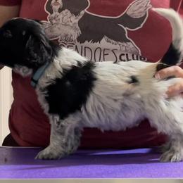 Turkey - Schapendoes puppy in North Carolina from Wild Clover Schapendoes