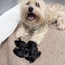 Blue Collar - Black and tan male Havanese puppy in Orange, California from Havanese Bragger’s