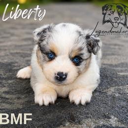 Liberty - Blue merle female Miniature American Shepherd puppy in Leitchfield, Kentucky from Legendmaker MAS