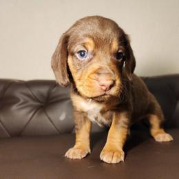Jack (Royal Blue collar) - Brown white and tan male Beagle puppy in Bois D Arc, Missouri from Country Home Pets and Farm