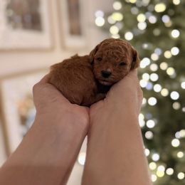 Light pink collar - Red female Assorted Doodle Crosses puppy in Marysville, California from Dailey Doodles and Dachshunds