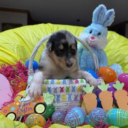 Garnet - Blue merle white and tan male Collie puppy in Carencro, Louisiana from Cajun Bayou's Collies LLC