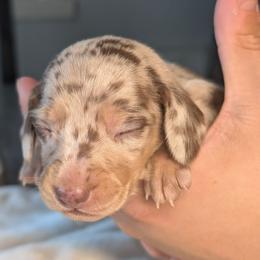 Hades - Dapple male Dachshund puppy in Waddell, Arizona from The Bearded Companions