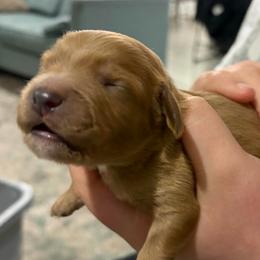 Duke - Red male Cavapoo puppy in Pasco, Washington from Beth's Cavapoos