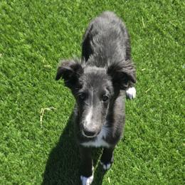 Rogue - Black male Silken Windhound puppy in Hanna, Oklahoma from Daybreak Silken Windhounds
