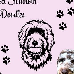Assorted Doodle Crosses and Goldendoodles from Sweet Southern Doodles