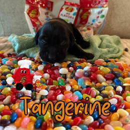 Tangerine - Black male Labrador Retriever puppy in Water Valley, Mississippi from Three Lakes Labs & WHDs