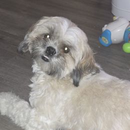 Jesi - Shih Tzu