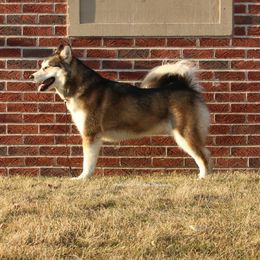 Maya - Alaskan Malamute