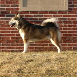 Maya - Alaskan Malamute
