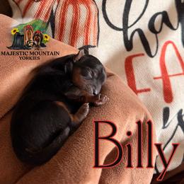 Billy - Black and gold male Yorkshire Terrier puppy in Baker, West Virginia from Majestic Mountain Yorkies