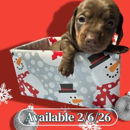 Chocolate and Tan Girl - Chocolate and tan female Dachshund puppy in Newark, Ohio from Freyja’s Legacy Dachshunds