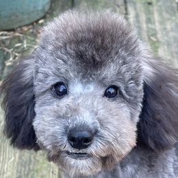 Poodle Puppies from Gerdanus Poodles