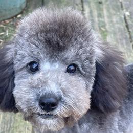 Poodle Puppies from Gerdanus Poodles
