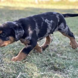 Beauceron and Doberman Pinscher Puppies from Elitehaus