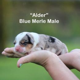 Boy 3 - Blue merle and white male American Corgi puppy in Scio, Oregon from Abundant Joy Corgis