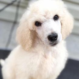 Muffin - Cream male Poodle puppy in Otto, North Carolina from Wild Suns Farm
