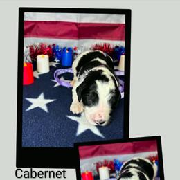 Cabernet - Parti female Goldendoodle puppy in Water Valley, Mississippi from Olympian Doodles
