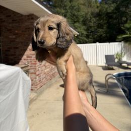 Dachshund Puppies from Rylee’s dachshunds