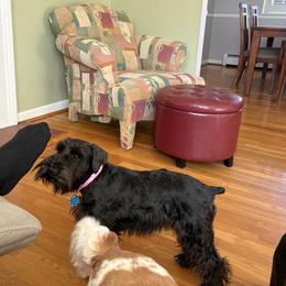 Penny Lou - Miniature Schnauzer