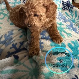 "Buddy" (CKC) - Apricot Poodle puppy in Harrison, Tennessee from Half-Acre Poodles
