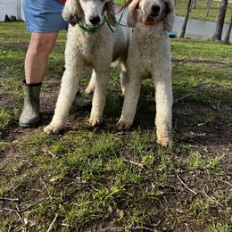 Poodle Puppies from Shellie’s Poodle Patch