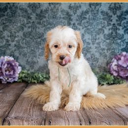 Shelby - Red female Cockapoo puppy in Connersville, Indiana from Deaz Doodle Ranch