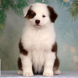 Julep - Red tri-color female Australian Shepherd puppy in Springville, New York from RisingStar Australian Shepherds