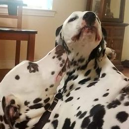Dalmatians from Hidden Valley Ranch