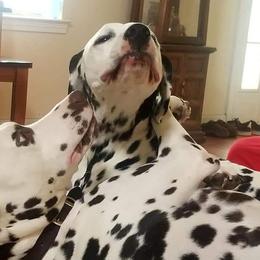Dalmatians from Hidden Valley Ranch
