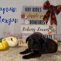 Captain Morgan - Tiger male Perro de Presa Canario puppy in Horizon, Texas from Mesquite Creek Kennels