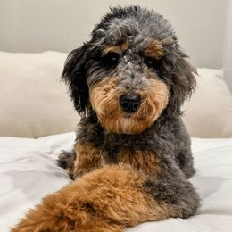 Oakley - Poodle