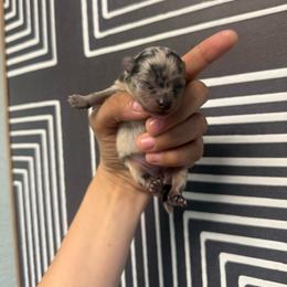 Girl - Blue merle female Pomeranian puppy in Loma Linda, California from Goulden_Pups