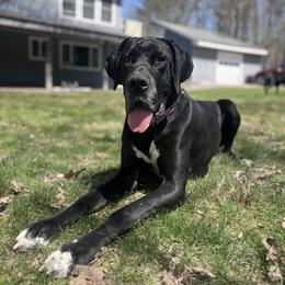 Fiona - Great Dane