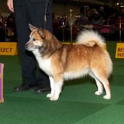 Jasper - Icelandic Sheepdog