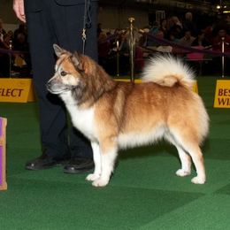 Jasper - Icelandic Sheepdog