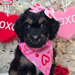 Teal - Phantom female Goldendoodle puppy in Rockledge, Florida from Stormie's Doodles