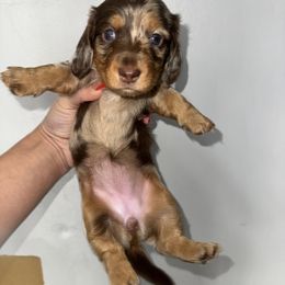 Sweetheart - Chocolate and tan female Dachshund puppy in Bakersfield, California from Dreaming of Dachshunds