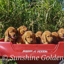 Golden Retriever Puppies from Sunshine Goldens