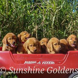 Golden Retriever Puppies from Sunshine Goldens