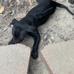 Vietnamese Phu Quoc Ridgeback Puppies from Phu Quoc Ridgebacks of Mississippi