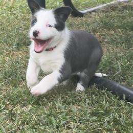 Border Collie Puppies from DreamOn Border Collies