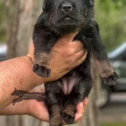 German Shepherd Puppies from Di Massimo Canile