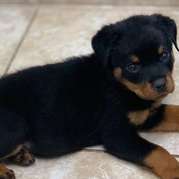 Basset Hounds and Rottweilers from R.F. Dog Training