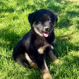 Sequoia - Blue merle female Miniature Australian Shepherd puppy in Medical Lake, Washington from MAS Gone Rogue