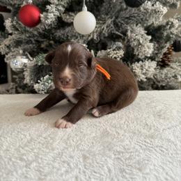 Orange collar - Red & white male Australian Shepherd puppy in Buckeye, Arizona from Wranglin Farms