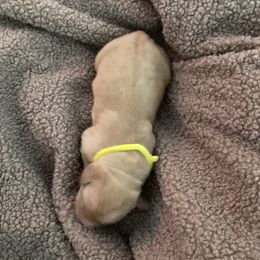 Boy 4 - male Golden Retriever puppy in Dry Fork, Virginia from Sarah Johnson