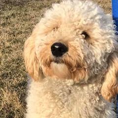 Goldendoodles from Galena Goldendoodles