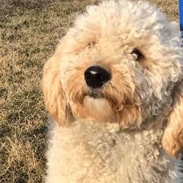 Goldendoodles from Galena Goldendoodles