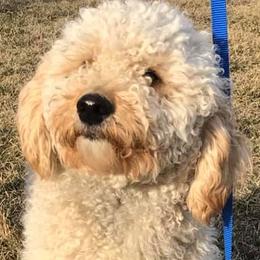 Goldendoodles from Galena Goldendoodles